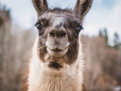 Tierkommunikation und Schamanismus: Haustiere besser verstehen