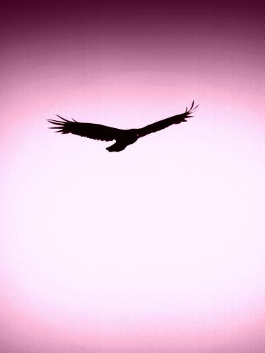 Schamanische Krafttiere