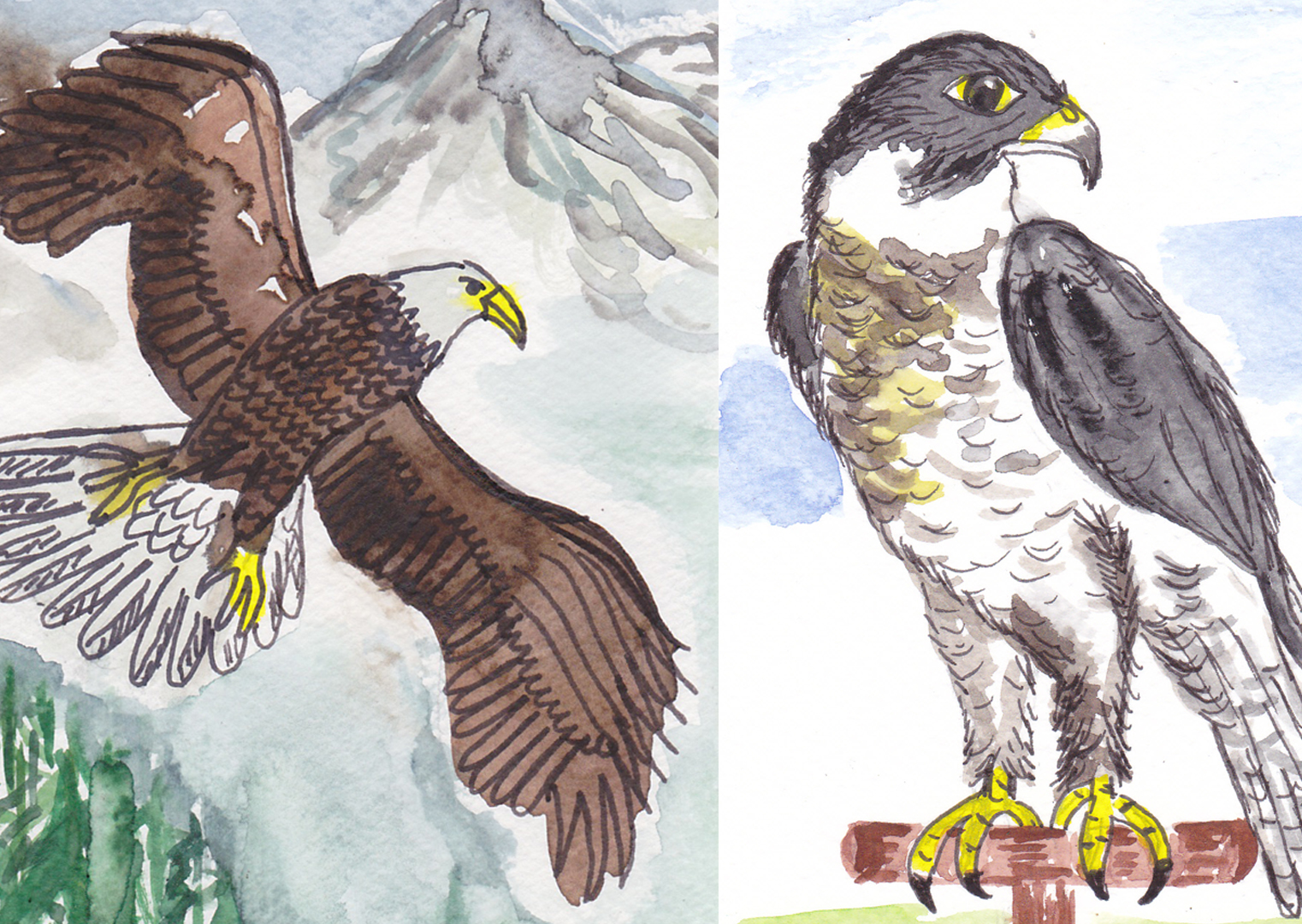 Schamanische Krafttiere Adler und Falke Der Unterschied