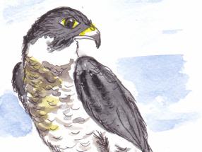 Schamanisches Krafttier Falke | Bedeutung und Eigenschaften