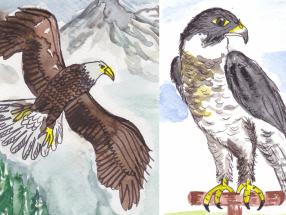 ★ Schamanische Krafttiere Adler und Falke | Der Unterschied