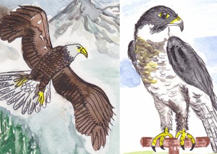 Schamanisches Krafttiere: Vergleich Adler und Falke